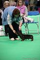 Crufts2011_2 944